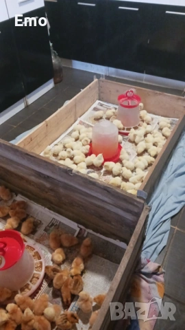 Пиленца и Бройлери на 1 ден