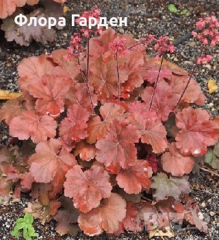 МНОГОГОДИШНИ ЦВЕТЯ, снимка 2 - Градински цветя и растения - 54703380