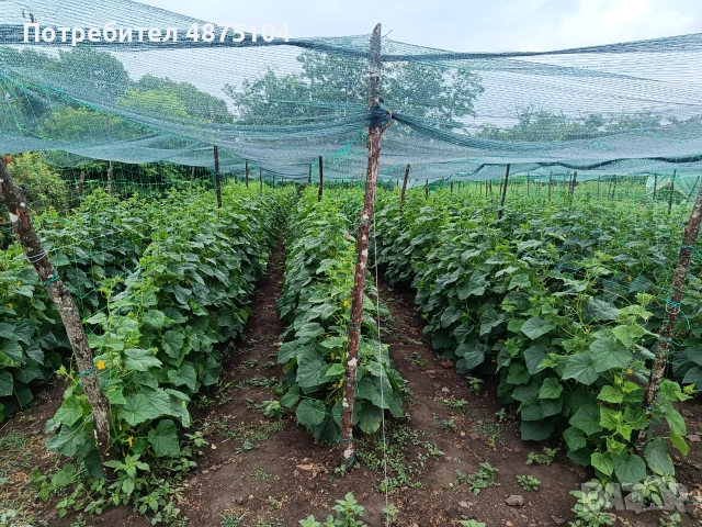 Пресни корнишони, снимка 3 - Домашни продукти - 55152025