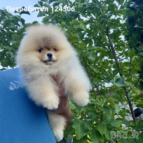 Померан мини померанче