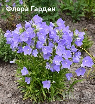 МНОГОГОДИШНИ ЦВЕТЯ