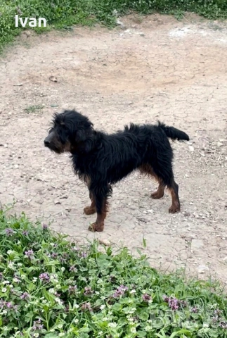 Ягдтериер женска, снимка 3 - Ягдтериер - 54150848