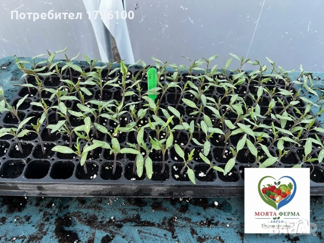 Разсад - домати, пипер, краставици, снимка 11 - Разсади - 54341369