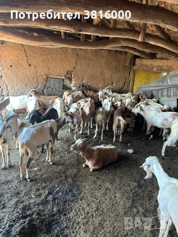 Продавам 60 бр кози, снимка 2 - Кози - 55068503