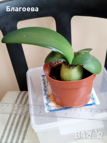 Хемантус бял