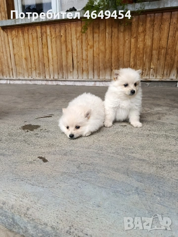 Померани-мини шпиц, снимка 8 - Померан - 54014918