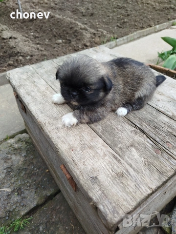 Пекинез , снимка 9 - Пекинез - 52281331