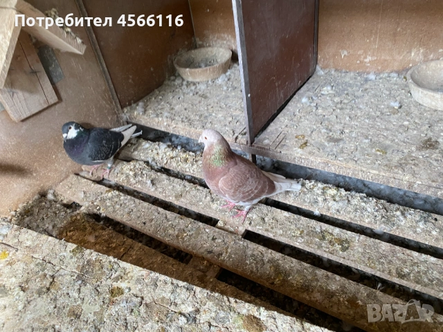 Стандартни пощенски гълъби , снимка 3 - Гълъби - 51382012