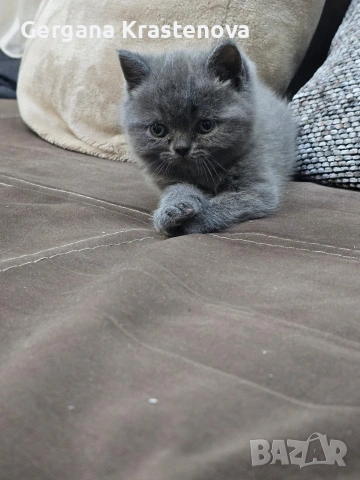 Британски котенца, снимка 3 - Британска късокосместа - 53950829