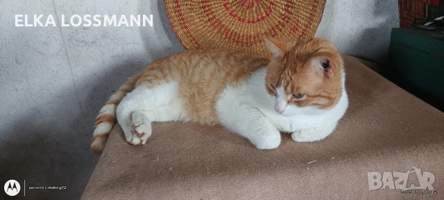 Котенца, снимка 4 - Други - 54059422