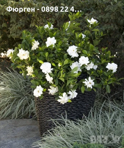 Гардения / Gardenia “Jasminoides”, снимка 3 - Разсади - 55017161