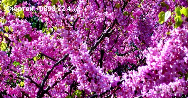 Див рожков (Cercis siliquastrum) Дърво на Юда, снимка 4 - Разсади - 55590892