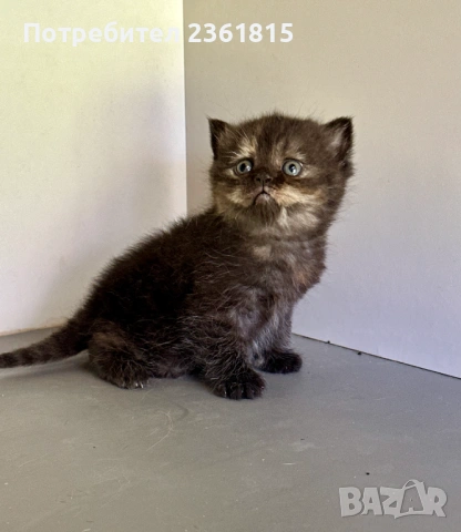 Шоколадово британче, снимка 4 - Британска късокосместа - 54311571