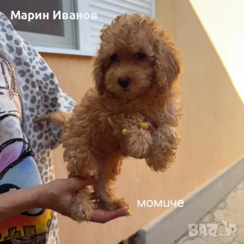 Мини пуделчета момче и момиче, снимка 5 - Пудели - 55396412