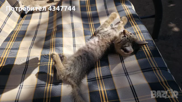 Подарява се малко мъжко коте. , снимка 3 - Други - 55689413