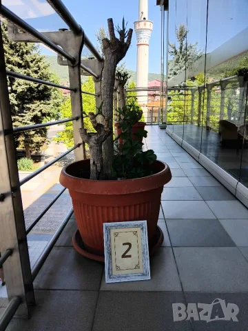 Продавам палма Юка / Yucca, 15 годишна, 1.2 м. височина, 5 стъбла, саксия Ф 45, снимка 3 - Градински цветя и растения - 55570085