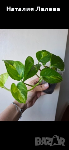 Eпипремнум, epipremnum Global Green