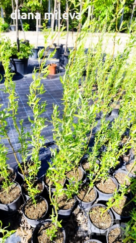 Къдрава върба ‘Тортуоса’, (Salix matsudana ‘Tortuosa’), снимка 12 - Градински цветя и растения - 53639320