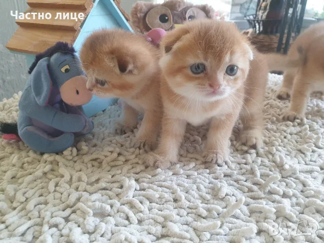 Шотландски Златни чинчили, снимка 8 - Чинчили - 55503230