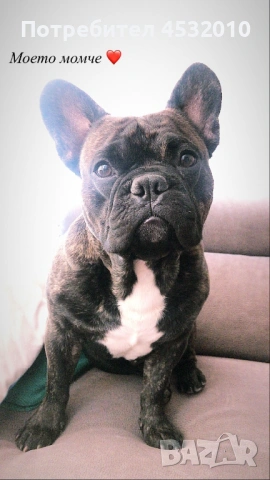 Търся женска за разплод 