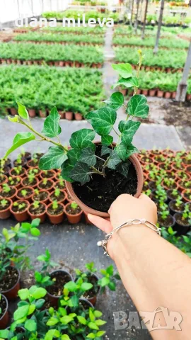 Обикновен бръшлян (hedera helix), студоустойчив, снимка 8 - Градински цветя и растения - 48092539