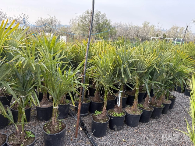 Палми трахикарпус студоустойчиви