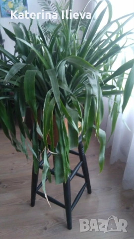 Голяма Билбергия (Billbergia) в саксия