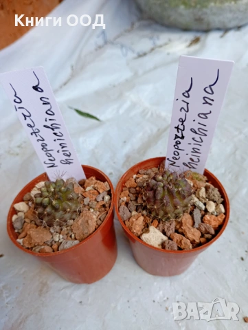 Кактус Neoporteria heinrichiana - 5 см сак. 3.80 евро/1 брой
