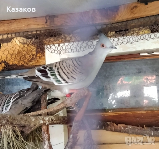 Продавам австралийска женска