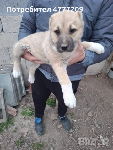 САО-АЛАБАЙ , снимка 3 - Други - 53970670