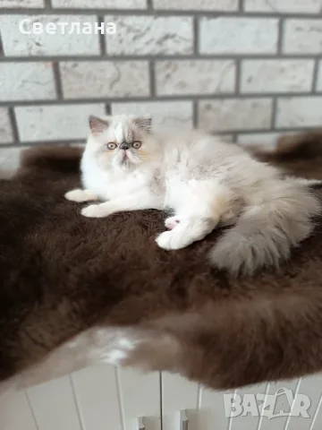 Персийско коте 😻💙, снимка 8 - Персийска - 55620971