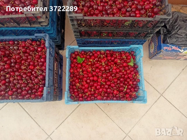 Продава български ЧЕРЕШИ в София от с. Виноградец, Пазарджишко, снимка 4 - Домашни продукти - 54723920