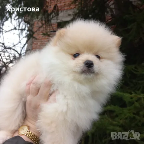  Кремаво момченце на 2 месеца и половина, снимка 3 - Померан - 55064890