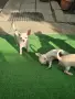 Чихуахуа кученца, снимка 5
