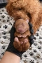 Poodle toy/Пудел Той, снимка 2