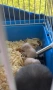 Сирийски Хамстерчета, снимка 3