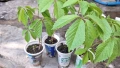 Продавам растения Дива лоза (Parthenocissus quinquefolia), снимка 6