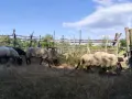 Продавам малко стадо овце, снимка 4