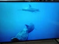 ТВ. DYON Movie smart XT 49, снимка 7