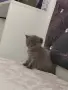 Британски котенца, снимка 4