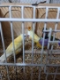 продавам гулдови папагалови и други амадини, снимка 12