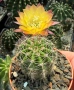 Кактус Echinopsis Hybrid Gold Star уникален цъфтеж с преливащи се омбре цветове, снимка 3