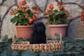 Той пудел Toy poodle, снимка 13