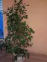 Продавам фокус Бенджамин със зелени листа. , снимка 2