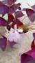 Оксалис Oxalis Triangularis , снимка 3