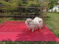 Померани на 3 месеца. Изпращам клипове!!!, снимка 2