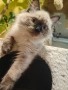 Регдол/ Ragdoll котенце, снимка 7
