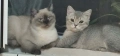 Колор пойнт коте , снимка 1