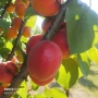 Кайсия от производител !, снимка 2