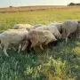 Продавам Овце/Шилета -  цена 200-250 евро, снимка 4